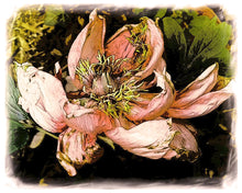 Load image into Gallery viewer, Aging Gracefully, Peony