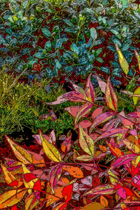 Altered photographic art, 2 of 3 in set, Fall, autumn Seasons art, set of 3, large canvas, Julie Flanagan, ARTrageous Studio