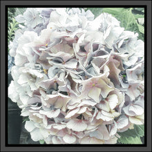 Load image into Gallery viewer, Hydrangea in White, Up Close and Personal