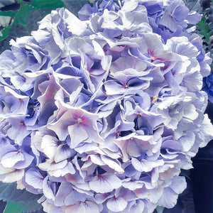 Hydrangea in Blue, Up Close and Personal