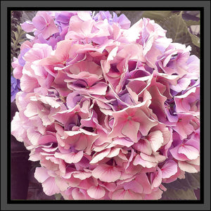 Hydrangea in Pink, Up Close and Personal
