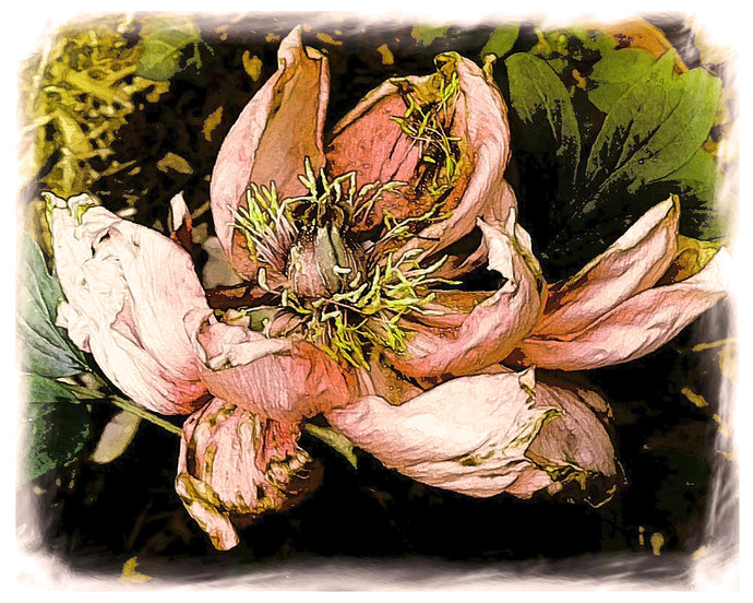 Aging Gracefully, Peony