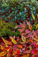 Load image into Gallery viewer, Altered photographic art, 2 of 3 in set, Fall, autumn Seasons art, set of 3, large canvas, Julie Flanagan, ARTrageous Studio