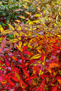 Altered photographic art, 3 of 3 in set, Fall, autumn Seasons art, set of 3, large canvas, Julie Flanagan, ARTrageous Studio