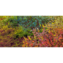 Load image into Gallery viewer, God&#39;s Profligacy, AUTUMN Wall Mural - Nature Impressionistic