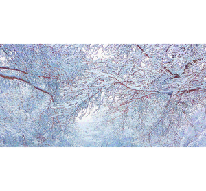 God's Profligacy, WINTER Wall Mural - Nature Impressionistic