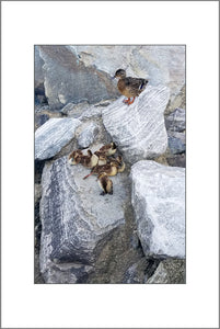 A Mother's Vigilance