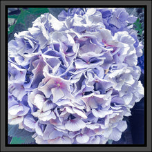 Load image into Gallery viewer, Hydrangea in Blue, Up Close and Personal