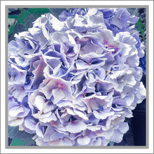 Load image into Gallery viewer, Hydrangea in Blue, Up Close and Personal