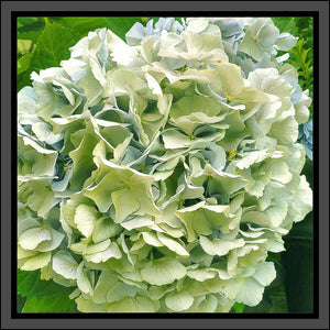 Hydrangea in Blue, Up Close and Personal