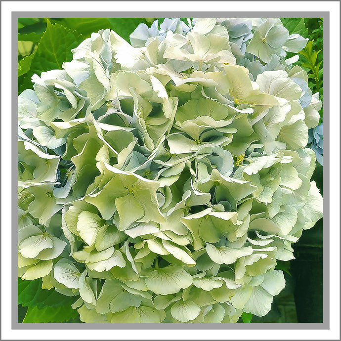Hydrangea in Blue, Up Close and Personal