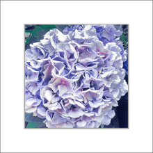 Load image into Gallery viewer, Hydrangea in Blue, Up Close and Personal