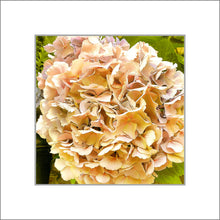 Load image into Gallery viewer, Hydrangea in Yellow, Up Close and Personal