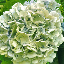 Load image into Gallery viewer, Hydrangea in Blue, Up Close and Personal