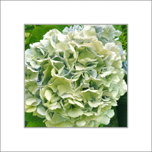 Load image into Gallery viewer, Hydrangea in Blue, Up Close and Personal