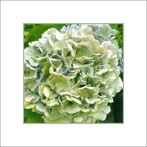 Hydrangea in Blue, Up Close and Personal