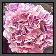 Load image into Gallery viewer, Hydrangea in Pink, Up Close and Personal