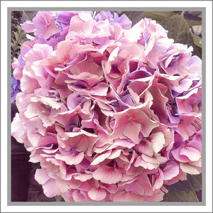 Hydrangea in Pink, Up Close and Personal