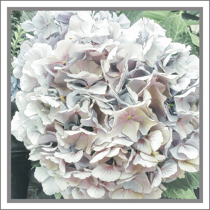 Hydrangea in White, Up Close and Personal