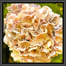 Load image into Gallery viewer, Hydrangea in Yellow, Up Close and Personal