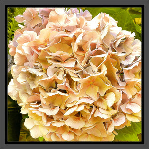 Hydrangea in Yellow, Up Close and Personal