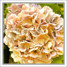 Load image into Gallery viewer, Hydrangea in Yellow, Up Close and Personal