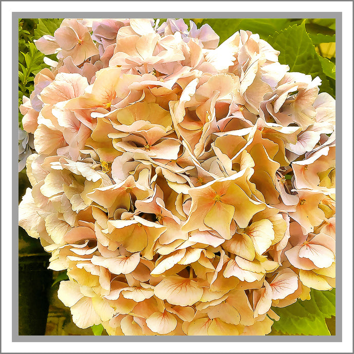 Hydrangea in Yellow, Up Close and Personal