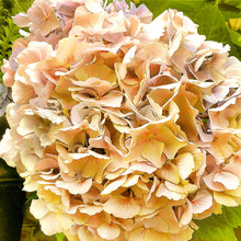 Load image into Gallery viewer, Hydrangea in Yellow, Up Close and Personal