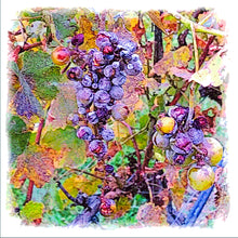 Load image into Gallery viewer, Kansas Winery
